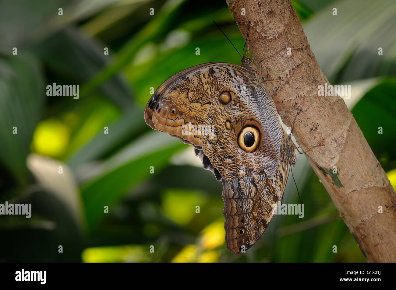Schmetterling, Caligo Memnon, Banane Schmetterling Stockfoto