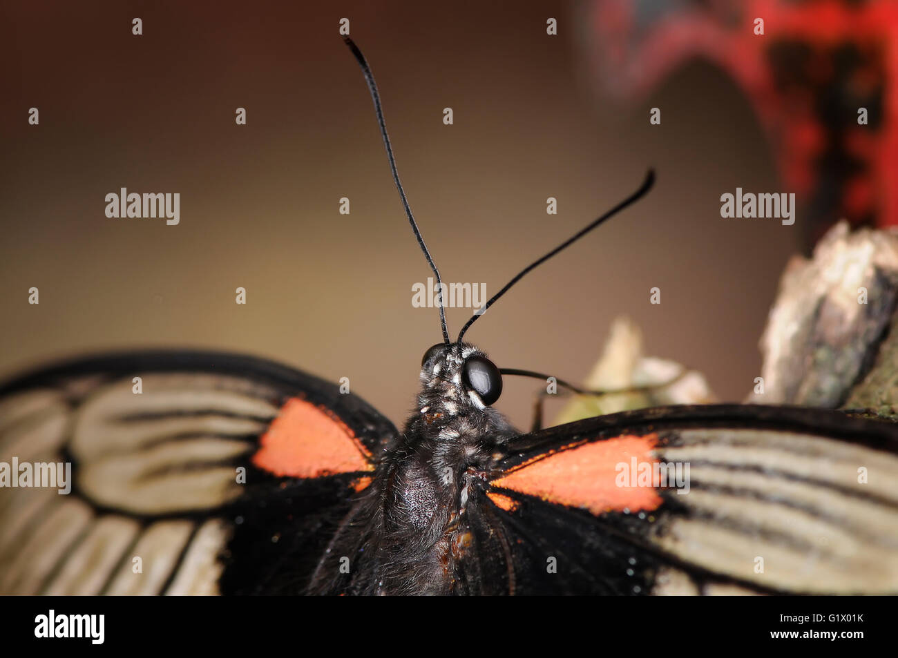 Schmetterling Papilio memnon Stockfoto