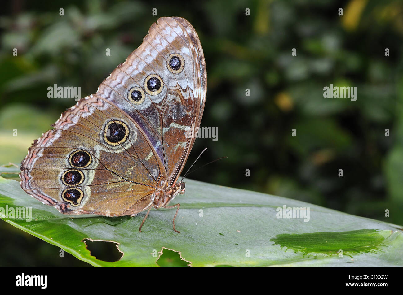 Schmetterling, Caligo Memnon, Banane Schmetterling Stockfoto