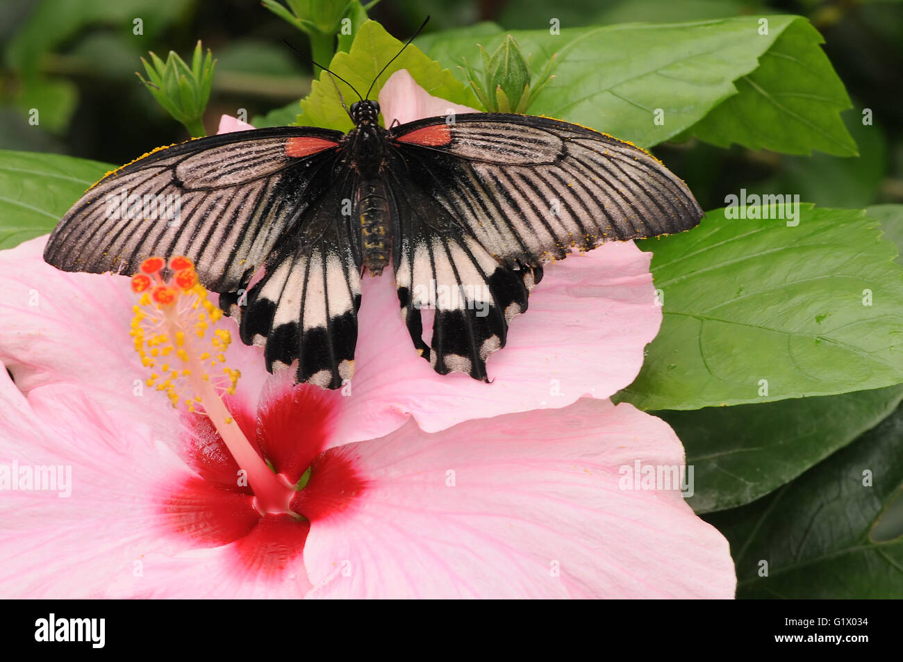 Schmetterling Papilio Memnon auf Hibiskusblüte Stockfoto