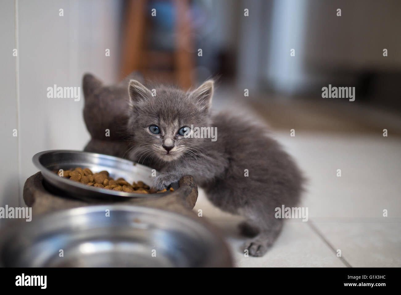 Süße Hauskatze Welpen Essen Stockfoto