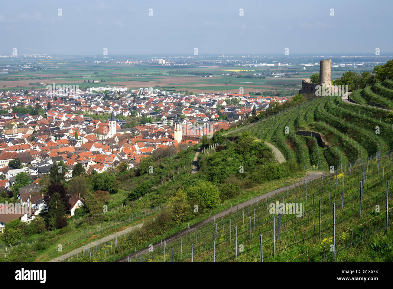 Blick über die Stadt Schriesheim, Weinberge und das Rheintal, auf die richtige Strahlenburg auch Strahlenberger Schloss Stockfoto
