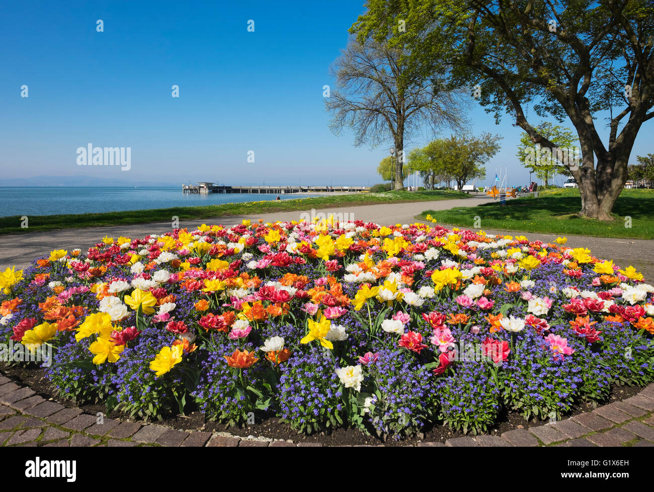 Tulpen (Tulpen) und Vergissmeinnicht (Myosotis Sylvatica), Frühlingsblumen im Blumenbeet auf der Promenade am Bodensee, Langenargen Stockfoto