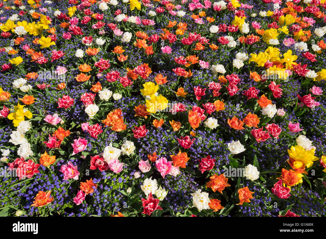 Tulpen (Tulpen) und Vergissmeinnicht (Myosotis Sylvatica), Frühlingsblumen in Blume Bett, Langenargen, Bodensee Seenplatte Stockfoto