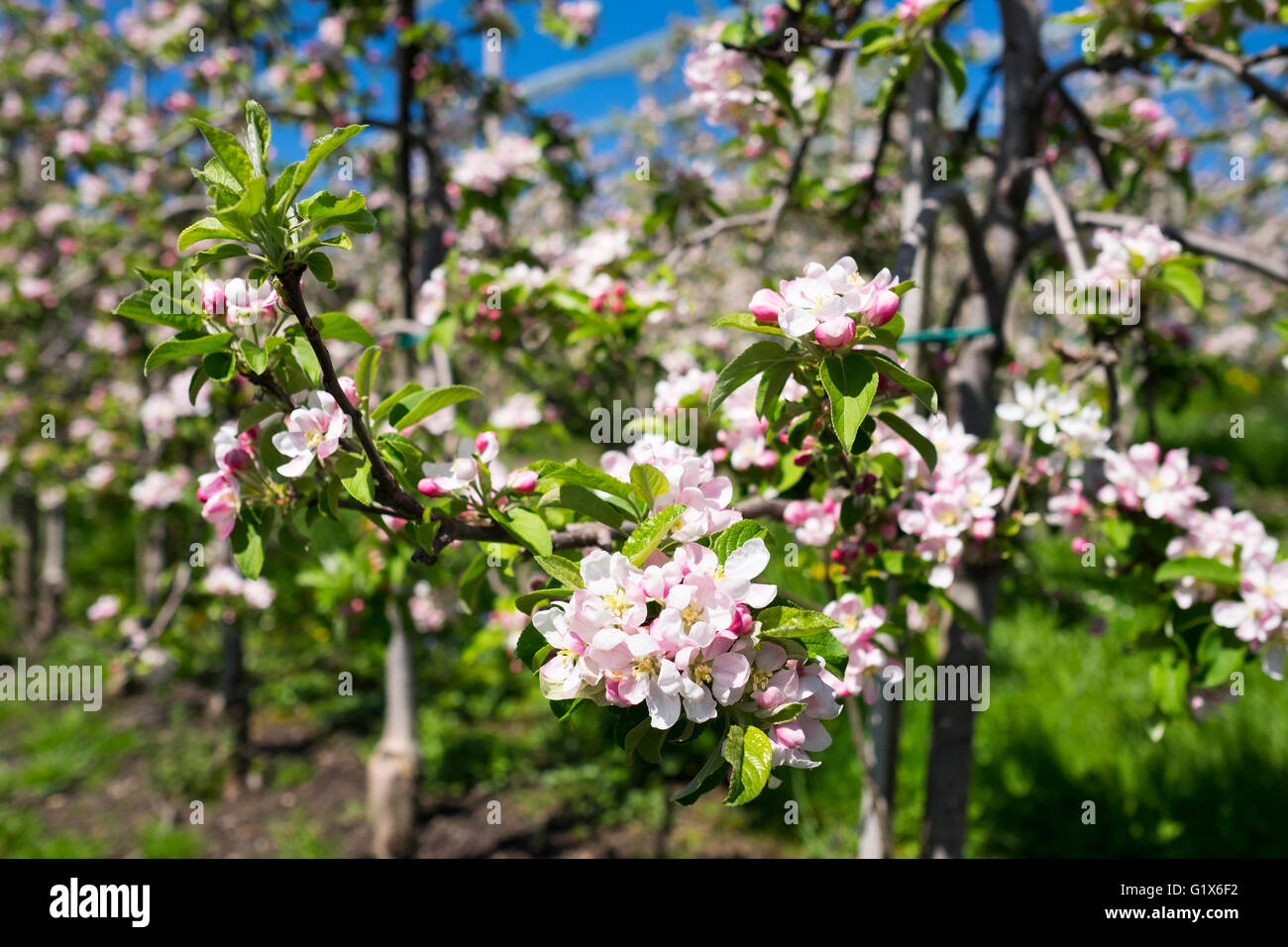 Blühende Apfelbäume, Obstgarten, Friedrichshafen am Bodensee, Bodensee Bezirk, Schwaben, Baden-Württemberg, Deutschland Stockfoto
