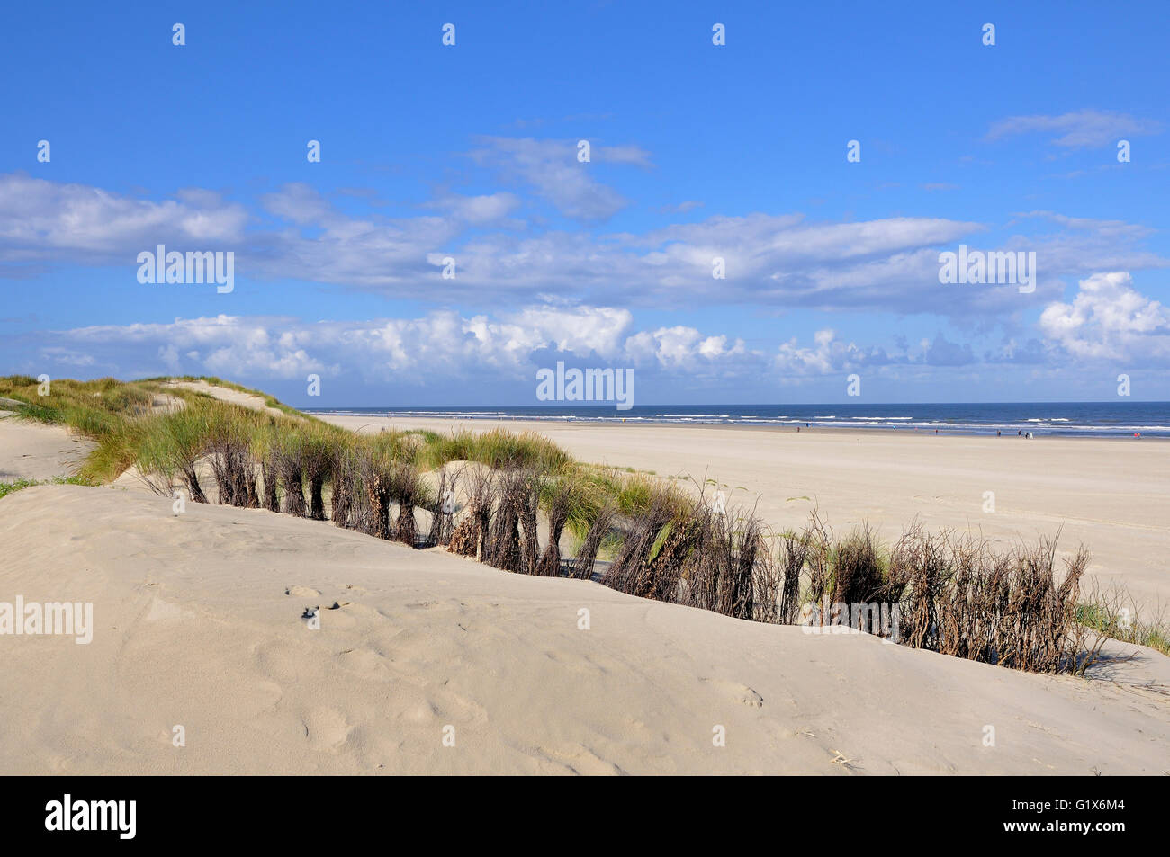 Birkenzweige zum Schutz der Dünen gegen Drifts, Ostfriesischen Inseln, Juist, Niedersachsen, Deutschland Stockfoto