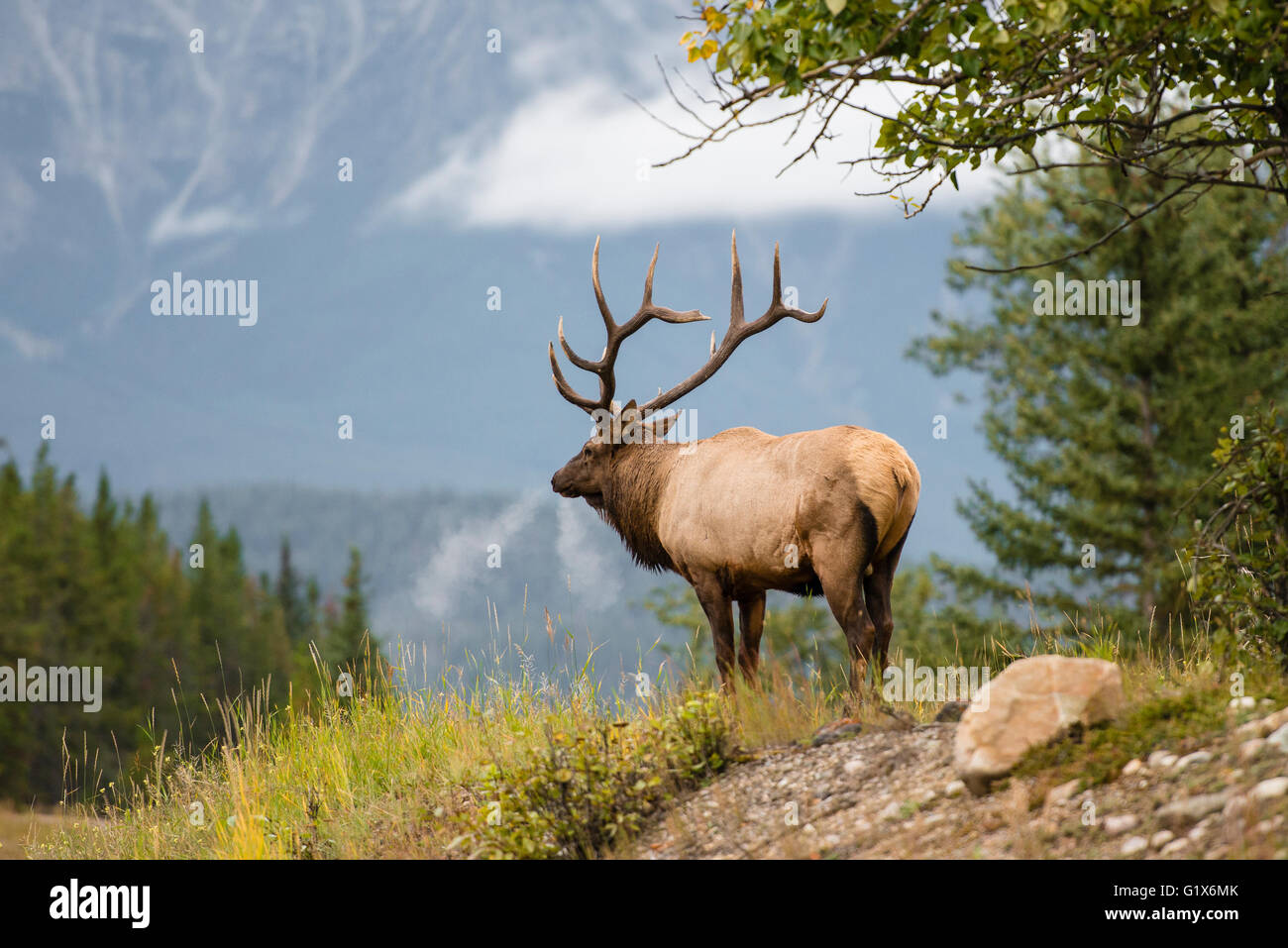 Wapiti, sieht Elche (Cervus Canadensis) in die Ferne, Hirsch, Banff Nationalpark, Kanadische Rockies, Provinz Alberta, Kanada Stockfoto