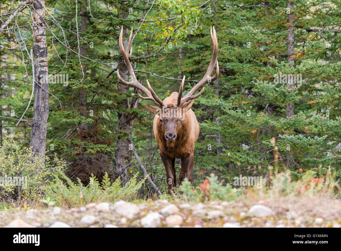 Wapiti, Elche (Cervus Canadensis) in den Wäldern, Hirsch, Banff Nationalpark, Kanadische Rockies, Provinz Alberta, Kanada Stockfoto