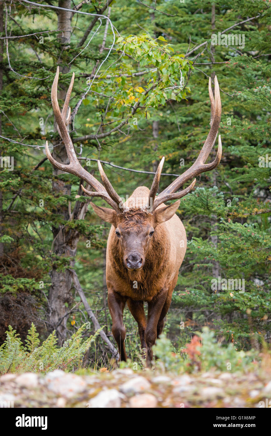 Wapiti, Elche (Cervus Canadensis) in den Wäldern, Hirsch, Banff Nationalpark, Kanadische Rockies, Provinz Alberta, Kanada Stockfoto