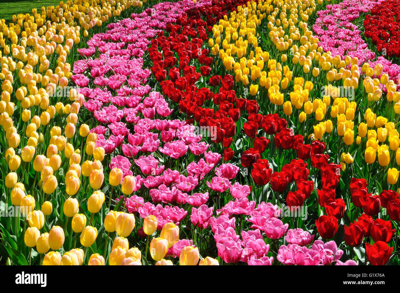 Gelb, rosa und rote Tulpen (Tulipa), Keukenhof in Lisse, Niederlande Stockfoto