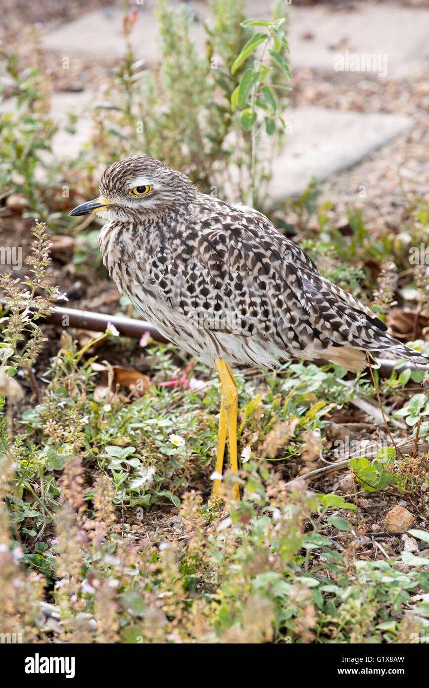 WESTERN CAPE IN SÜDAFRIKA. Spotted dick Knie Dikkop Pluver stehen in einem vorstädtischen Garten Stockfoto