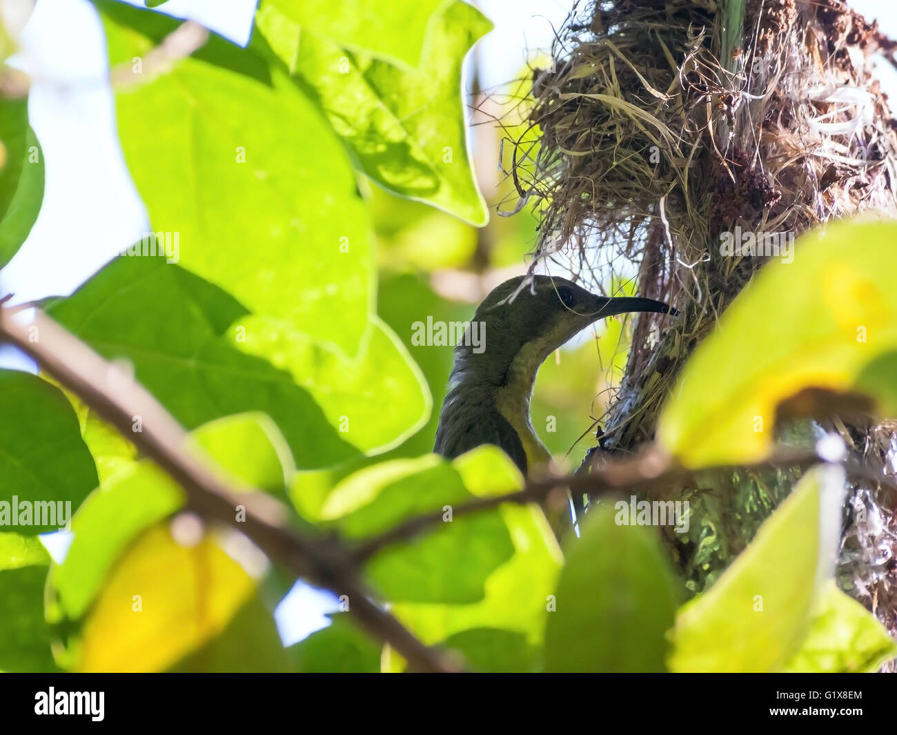 Weibliche Olive-backed Sunbird Fütterung ihres Kindes in ihrem Nest. Stockfoto