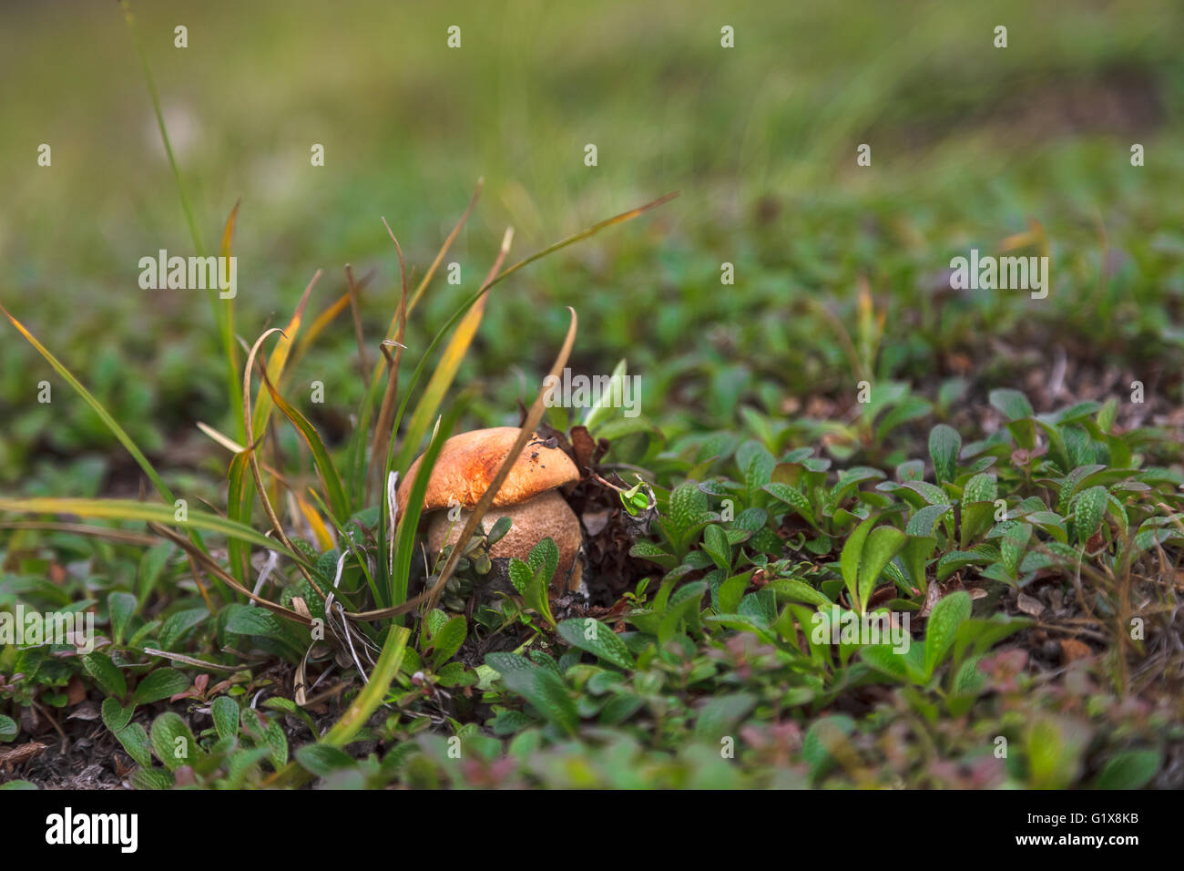 Orange-Cap Steinpilzen hautnah in Moos auf Tundra, Tschukotka Stockfoto