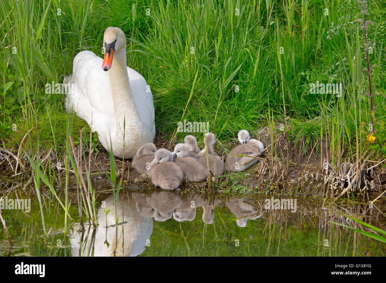 Höckerschwan Cygnus olar mit einer Familie von Frisch geschlüpfte cygnets Norfolk Stockfoto