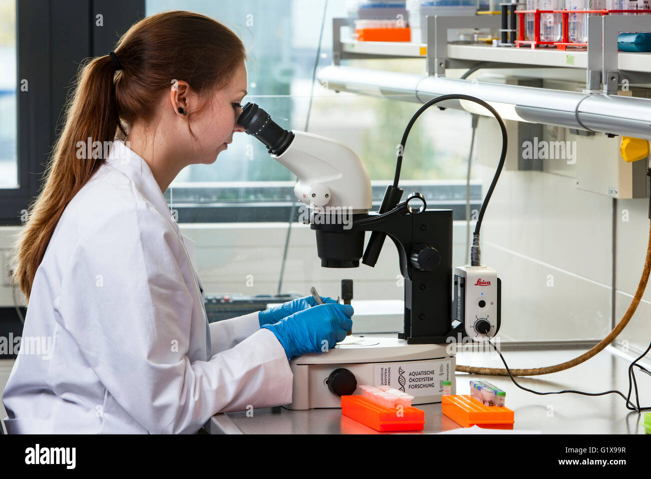 Wissenschaftler arbeiten am Mikroskop Stockfoto