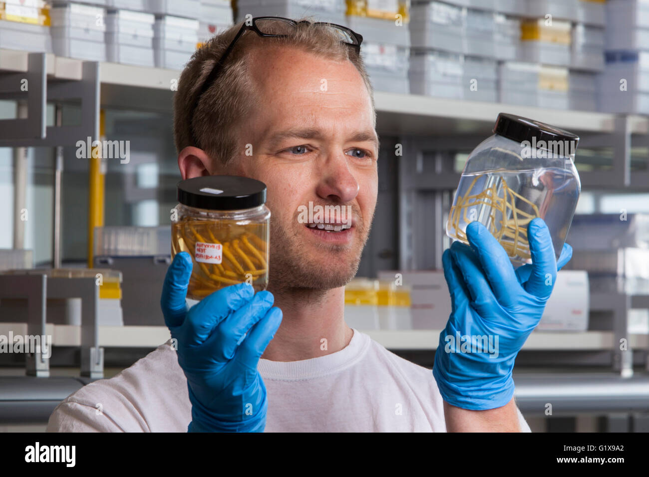 Prof. Dr. Florian Leese mit Seespinnen Stockfoto