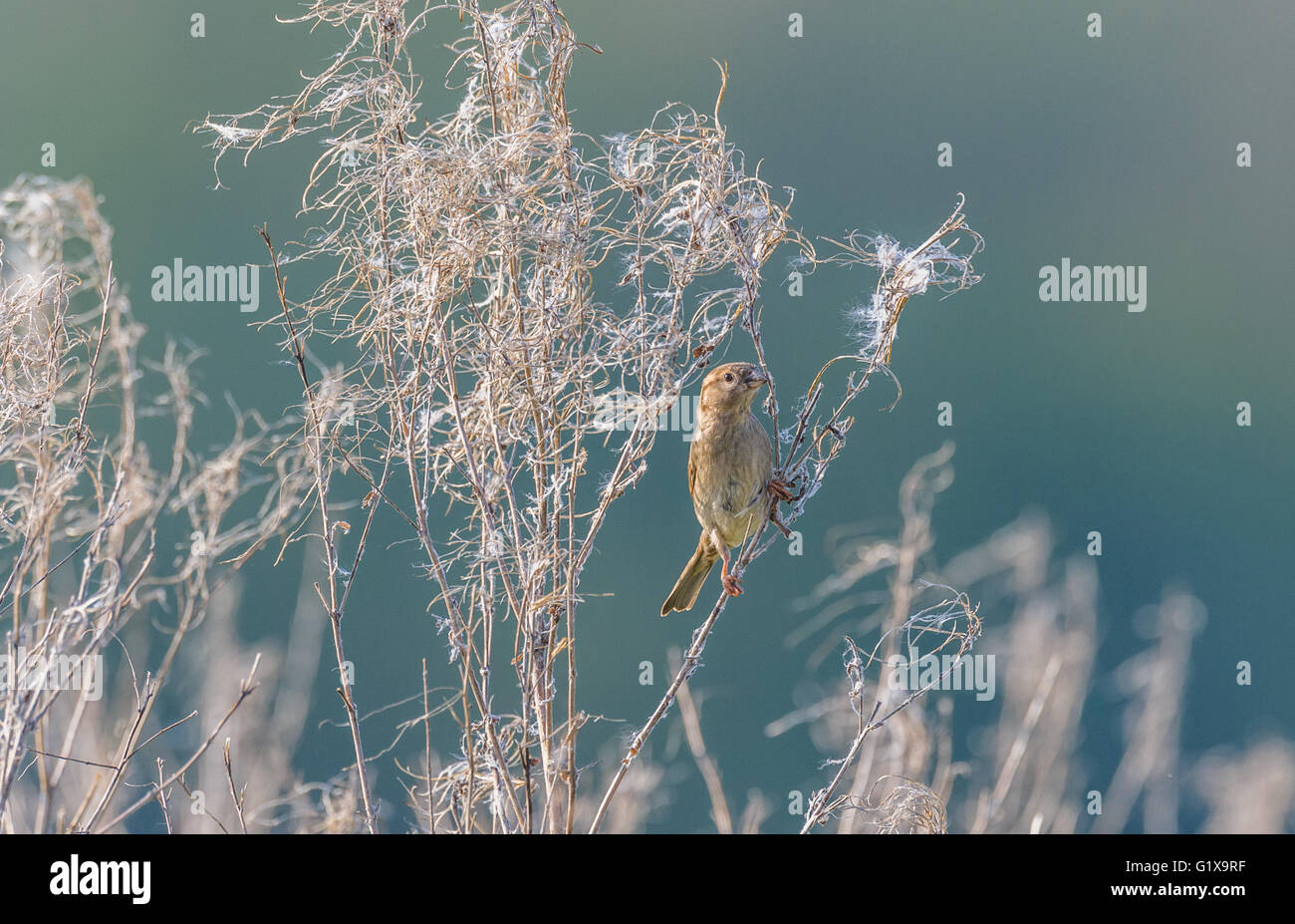 Weiblicher Haussperling thront Rose Bay Willow Herb Stiele. Stockfoto