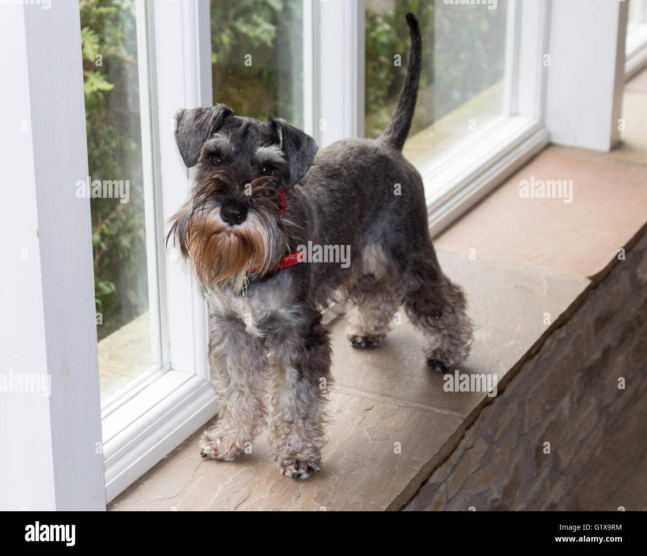 Zwergschnauzer Hund. Stockfoto