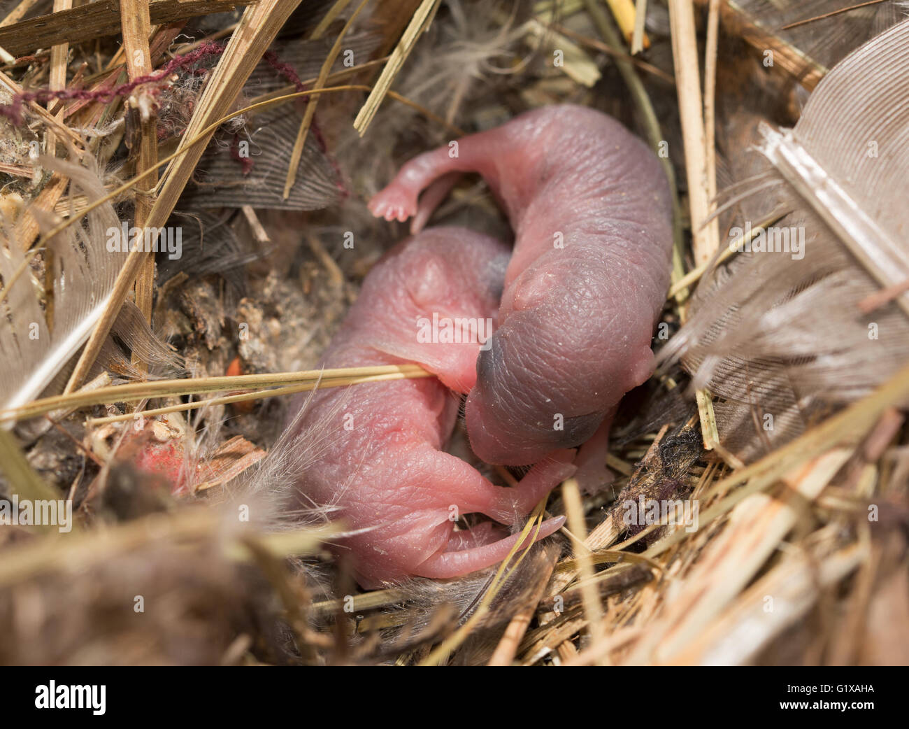 Zwei nackte und blinde Baby-Mäuse in einem nest Stockfoto