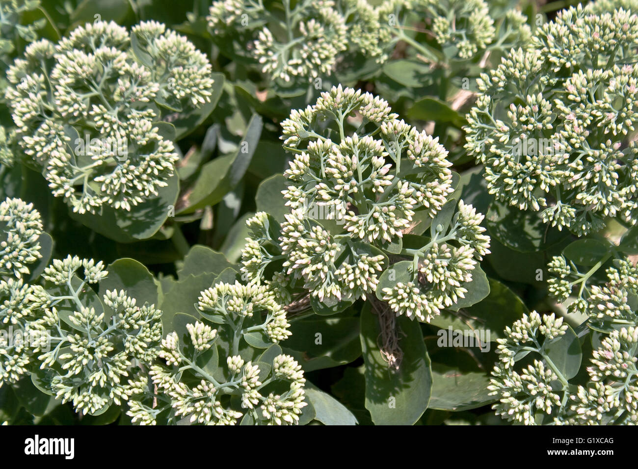 Abstrakte Blumen Hintergrund Stockfoto