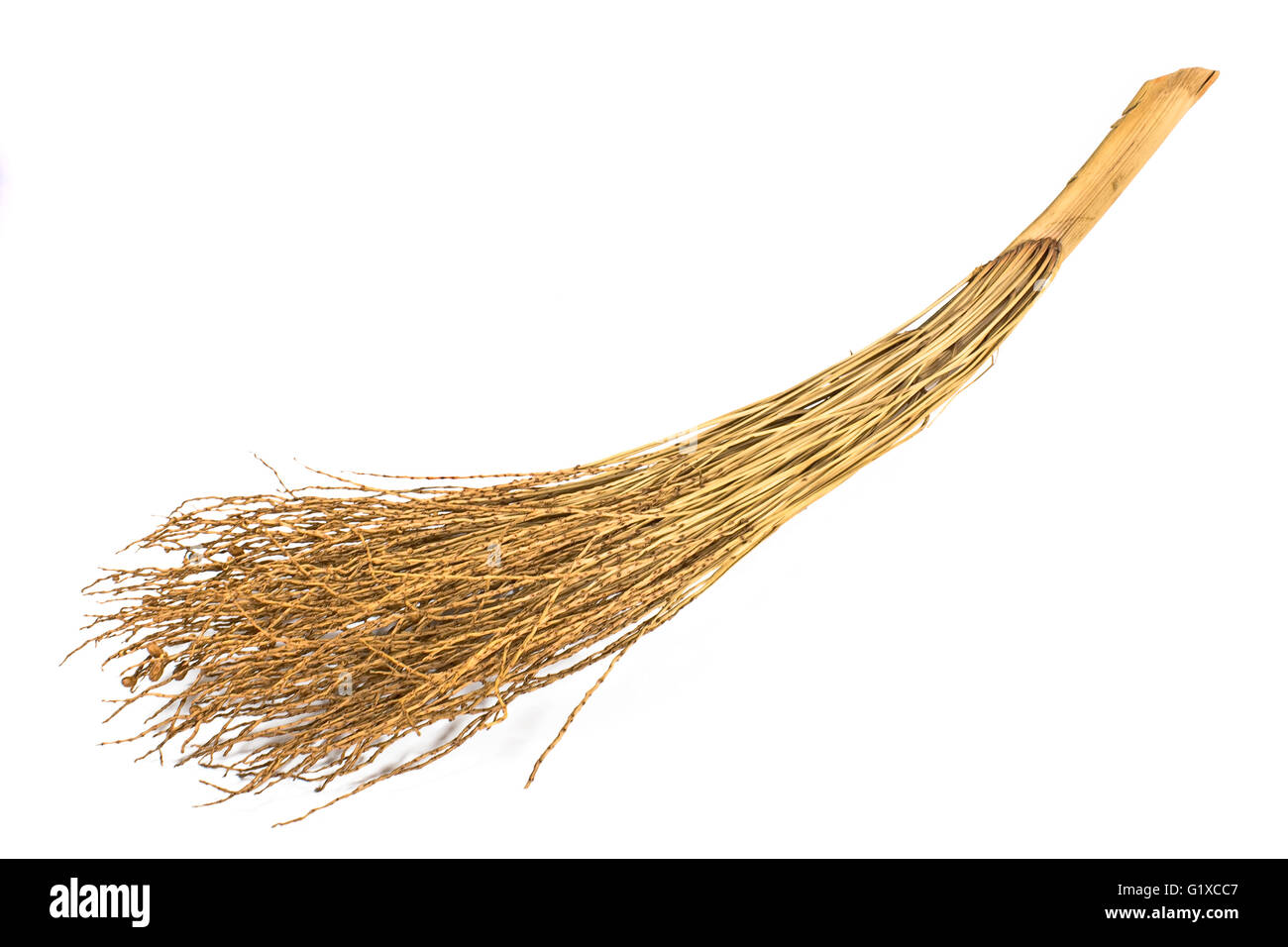 Trockenen Palmwedel isoliert auf weiss Stockfoto