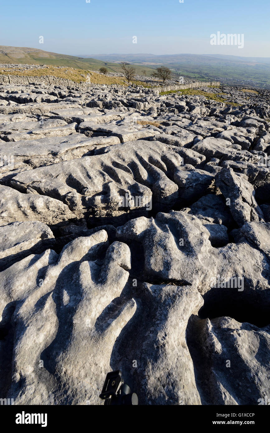 Kalkstein Pflastersteine auf Skalen Moor über Ingleton in West Yorkshire. Stockfoto