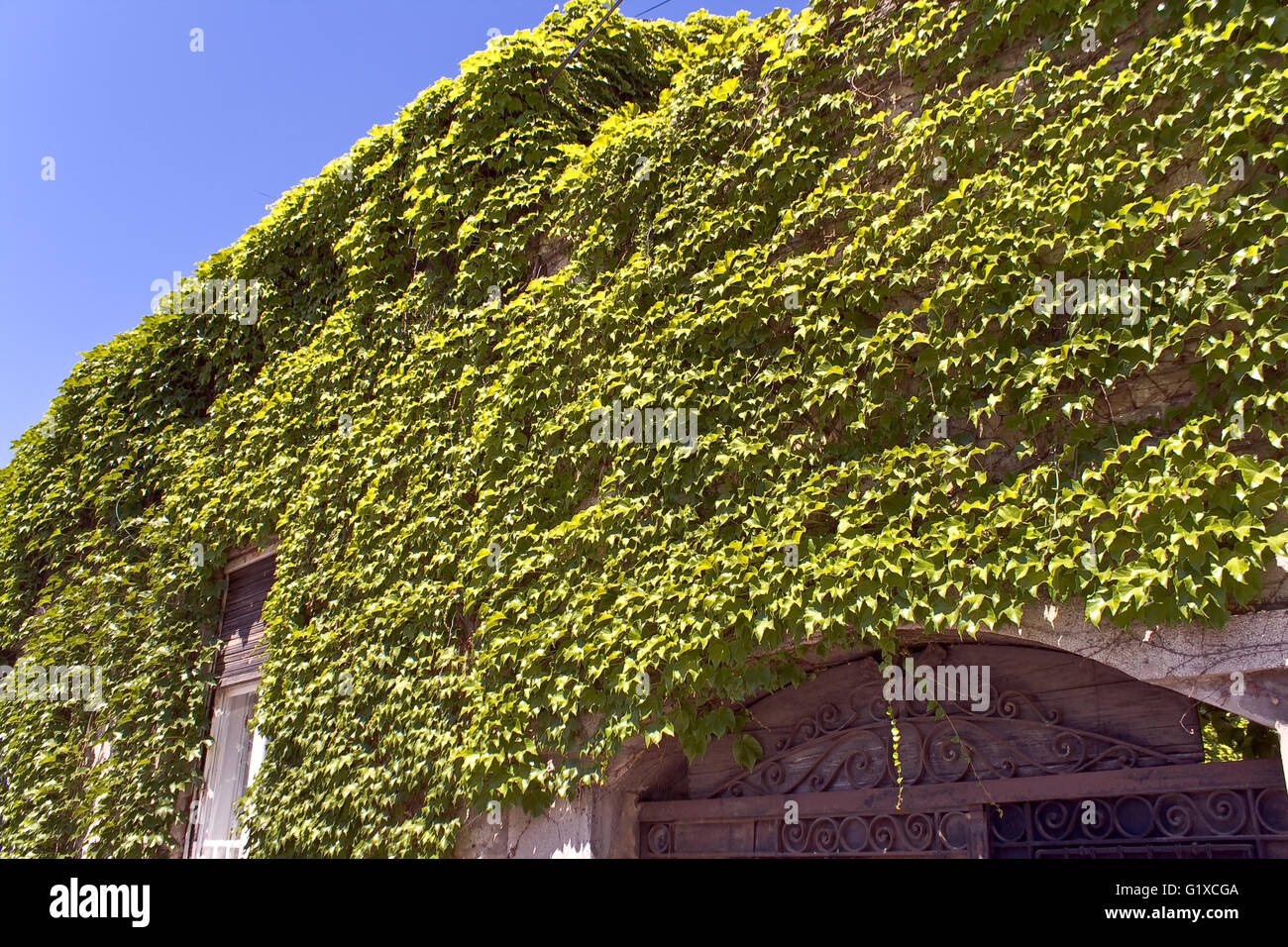 Wand des alten Hauses mit Efeu bedeckt Stockfoto