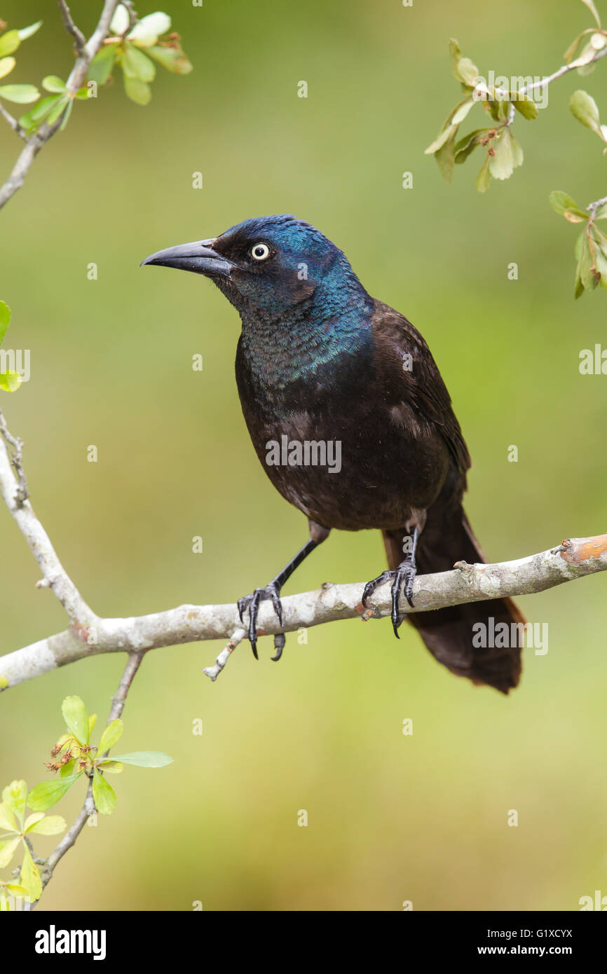 Gemeinsame Grackle - Quiscalus Quiscula - Erwachsene Stockfoto