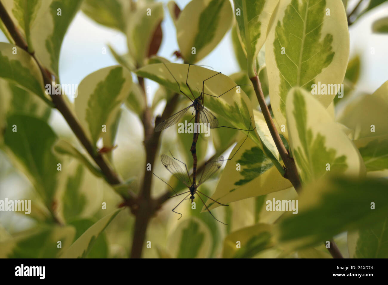 Insekt Paarung mit Pflanze Blatt Hintergrund Stockfoto