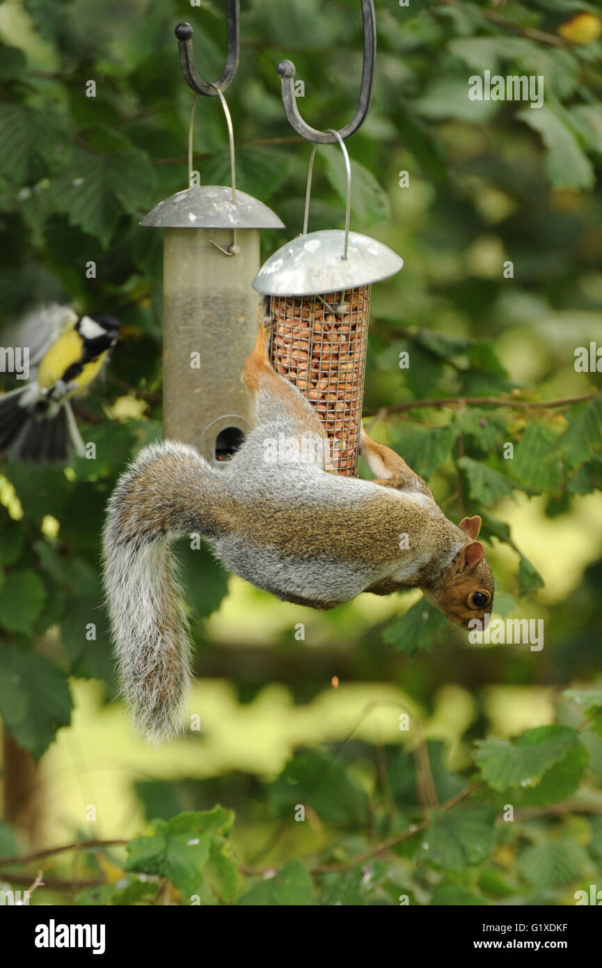 Eichhörnchen Sie auf ein Vogelhaus Erdnüsse zu stehlen Stockfoto