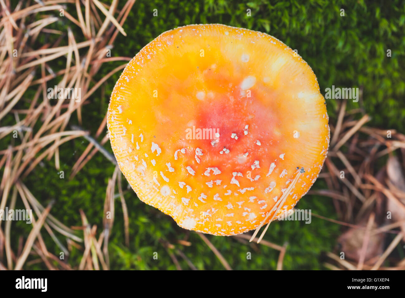 Leuchtend rote giftige Pilz Fliegenpilz wächst im Wald, Draufsicht, Makro-Foto mit selektiven Fokus Stockfoto