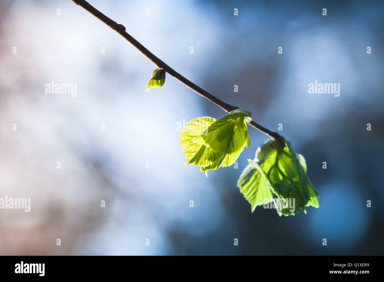 Frische neue grüner Baum Blätter über blaue natürliche Hintergrundunschärfe, Frühjahrssaison. Nahaufnahme Foto mit selektiven Fokus Stockfoto
