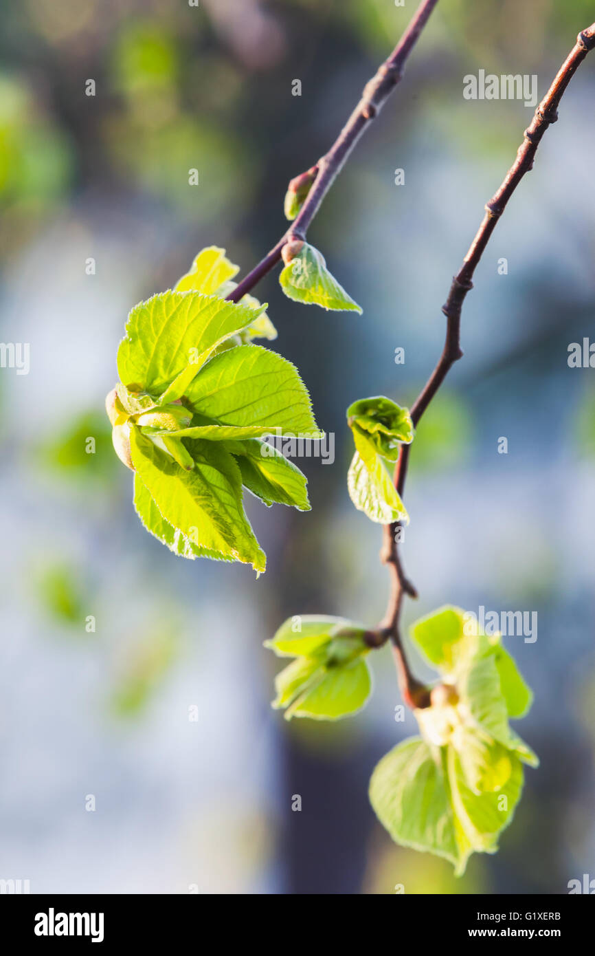 Frische neue grüner Baum Blätter über natürliche Hintergrundunschärfe Frühjahrssaison. Nahaufnahme Foto mit selektiven Fokus Stockfoto