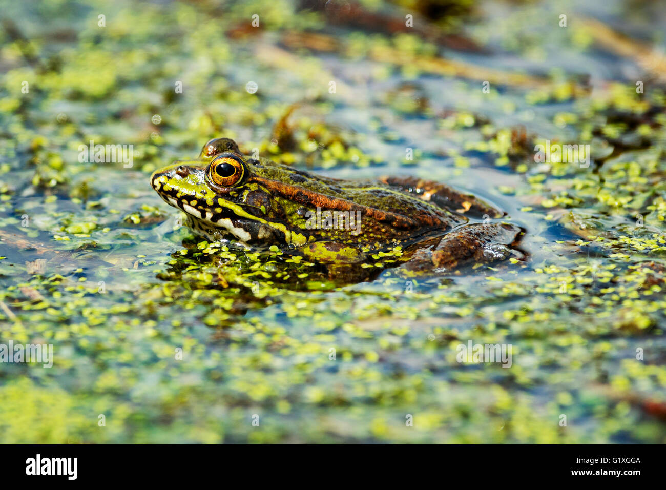 Ein Seefrosch harmonisch in seine Umgebung Stockfoto