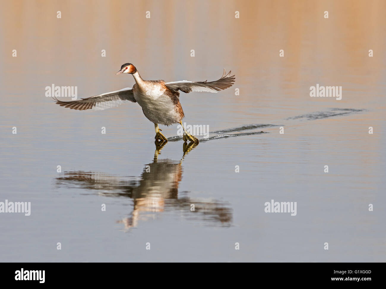 Eine große crested Grebe kommen für eine Wasserlandung Stockfoto
