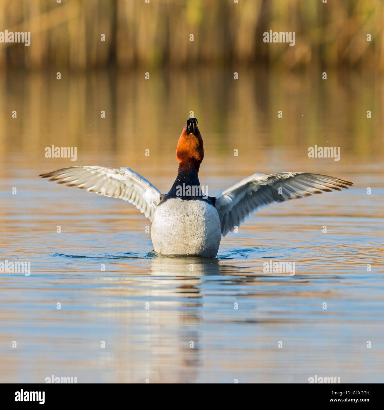Ein Tafelenten, haben gute Strecke, im warmen Morgenlicht. Stockfoto