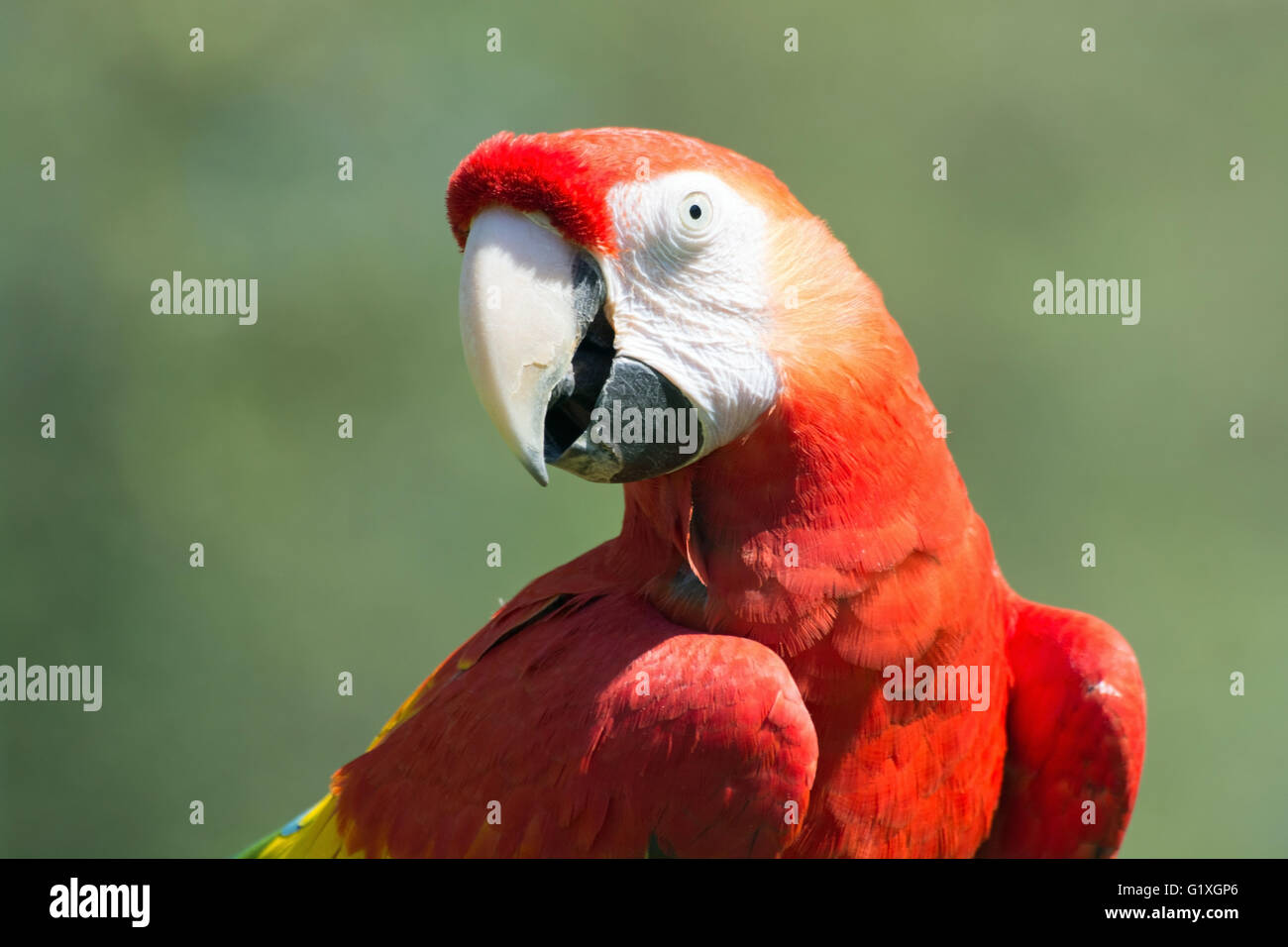 Bildnis des hellroten Aras, genannt lateinisch Ara Macao. Stockfoto