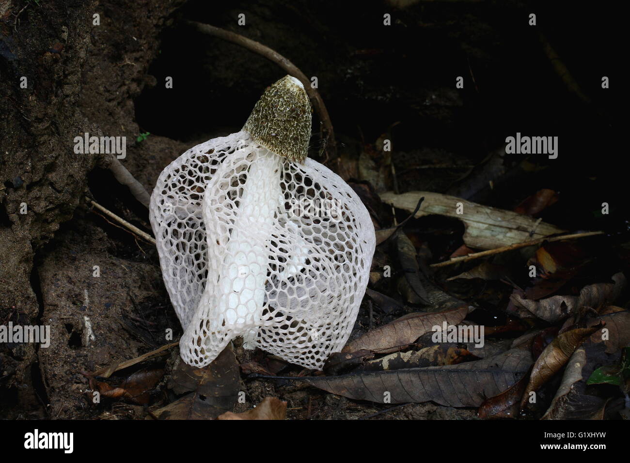 Phallus Indusiatus tropischen stinkenden Pilz Stockfoto