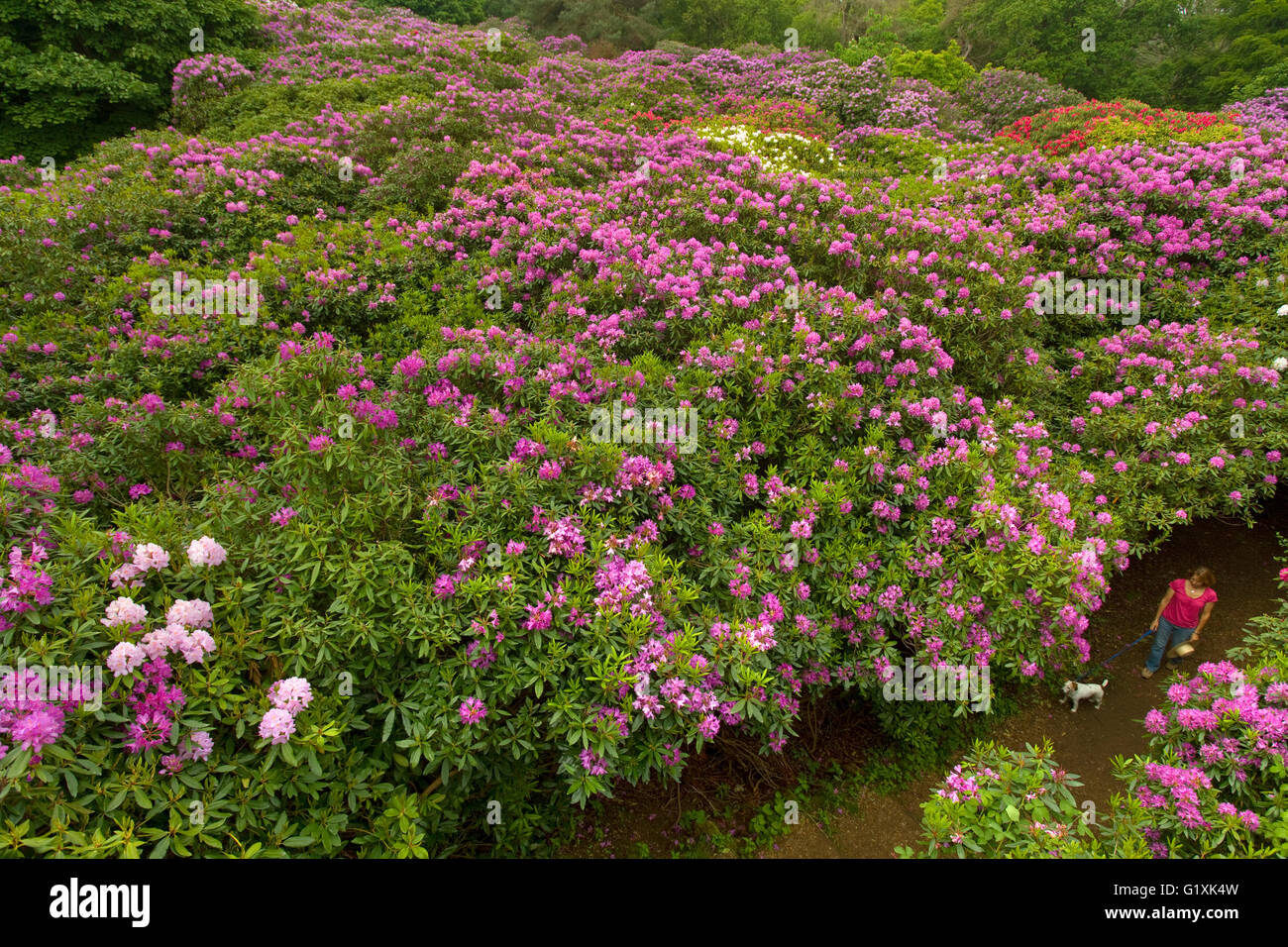 Rhododendren pflanzen -Fotos und -Bildmaterial in hoher Auflsung  Alamy