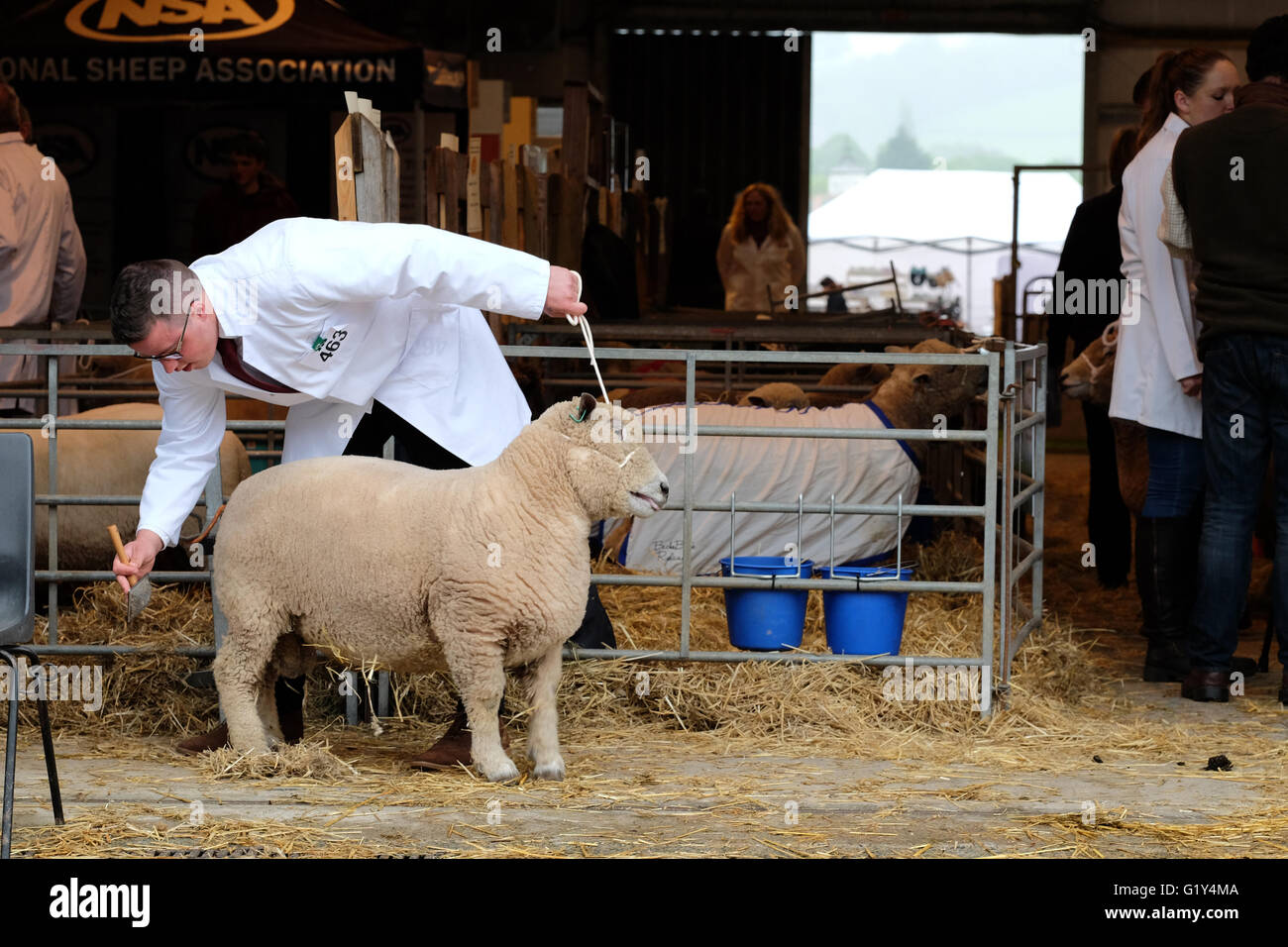 Royal Welsh-Frühlingsfestival, Mai 2016 - Farmer Jack Williams bereitet seine zweijährige Ryeland Ram für die Ausstellung in der Arena. Stockfoto