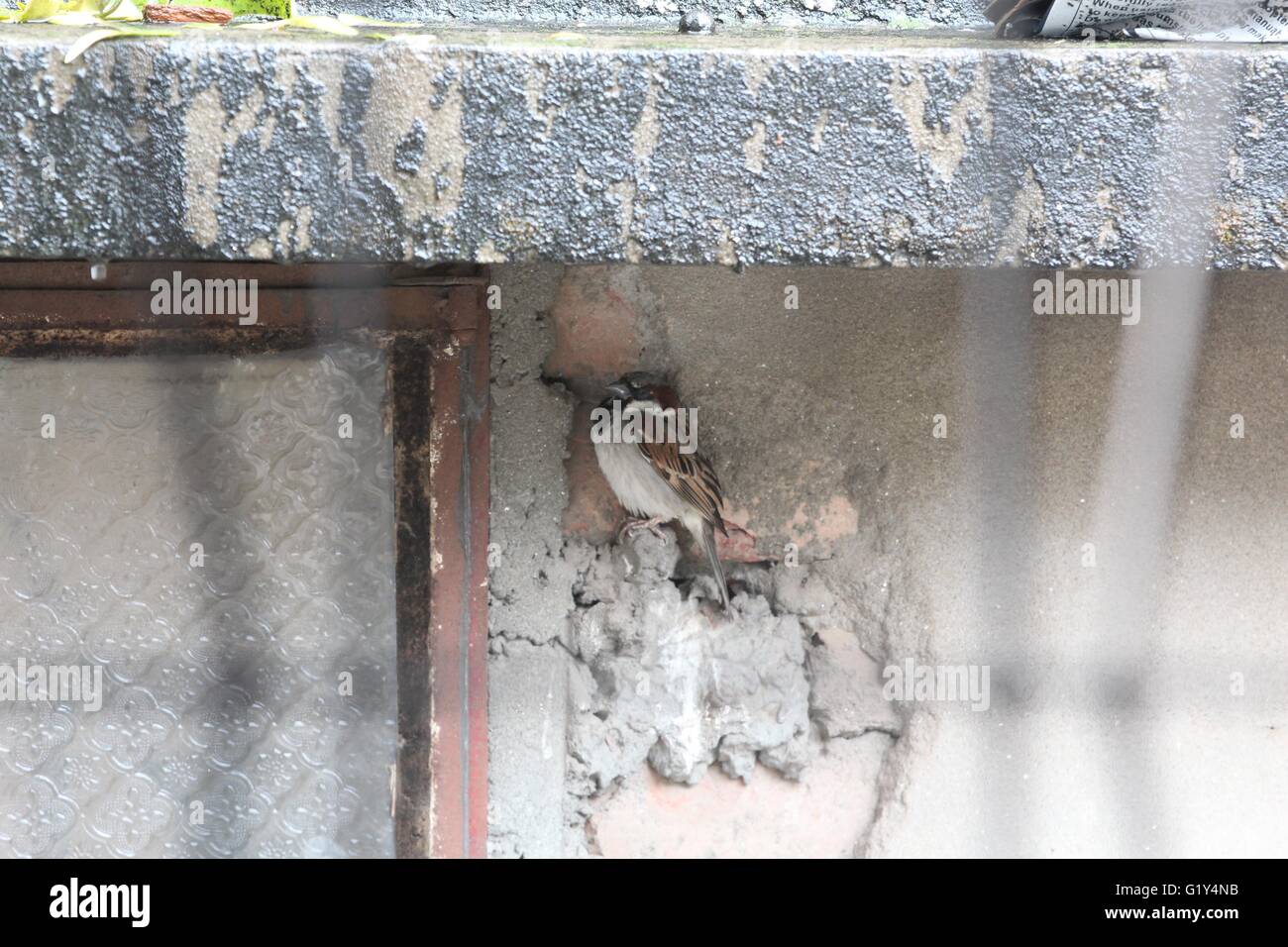 Dhaka, Bangladesch. 20. Mai 2016. Mai, 21, 2016-Dhaka, Bangladesch - A Sparrow Vöglein sitzen unter den Sonnenuntergang findet Unterschlupf während der Zyklon Roanu überqueren den Küstenbereich von Bangladesch am 21. Mai 2015 Dhaka, Bangladesh. Medienbericht zufolge sind mindestens fünf Menschen gestorben und mehr als 50 Verletzte in küstennahen Bangladesch als starke Winde haben Hunderttausende Häuser beschädigt und Bäume entwurzelt. Bangladesch ist wegen seiner Lage an der dreieckigen geformten Spitze des Golf von Bengalen, der Meeresspiegel Geographie von seiner Küste und seinen hohen Bevölkerungsdichte während Tw anfällig für Wirbelstürme Stockfoto