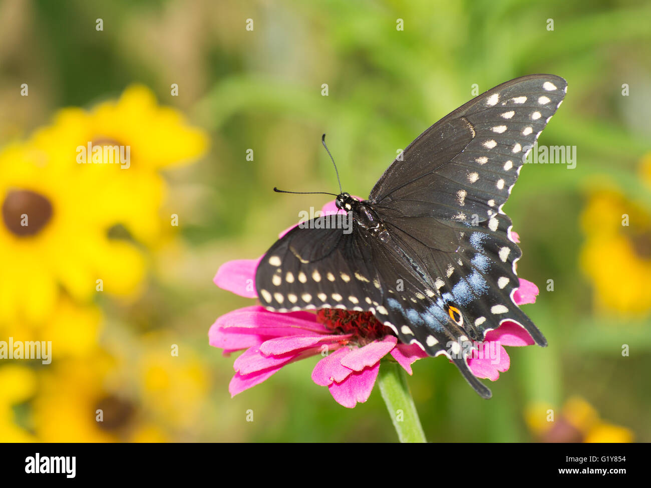 Schwarzen Schwalbenschwanz Schmetterling Fütterung auf eine Blume im Sommergarten Stockfoto