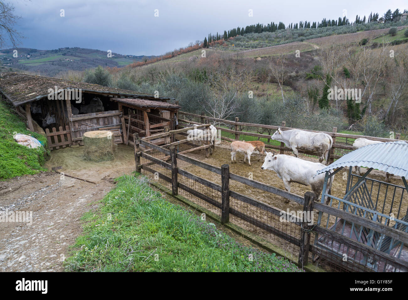 Chianina Rind am biologisch-dynamischen Weingut Fontodi, Panzano (Greve in Chianti) Stockfoto