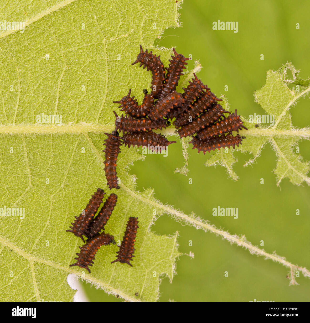 Gruppe von jungen, kleine Raupen des Pipevine Schwalbenschwanz Schmetterling Fütterung auf einem Weinblatt Stockfoto