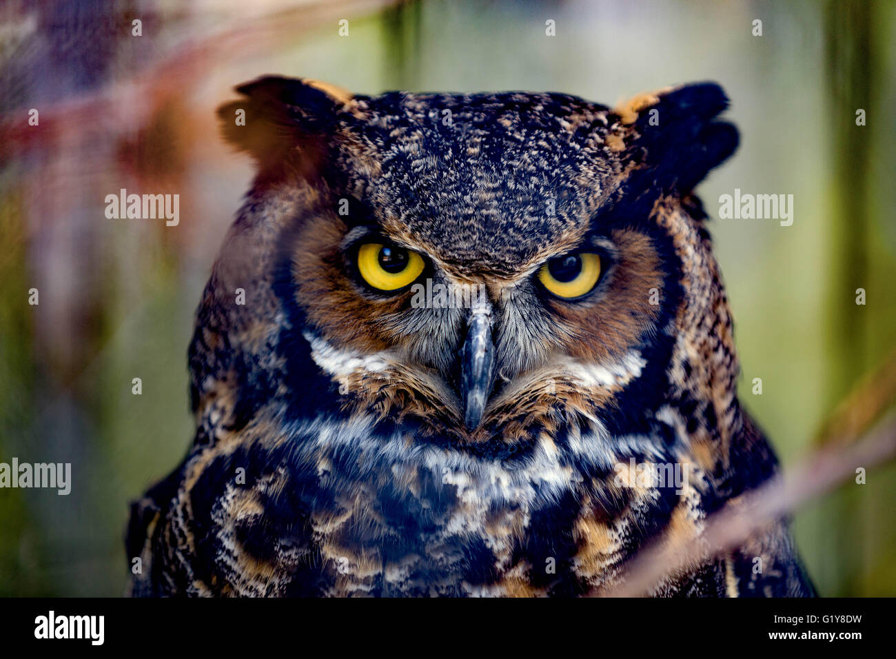Graue gehörnte Eule ganz nah Stockfoto