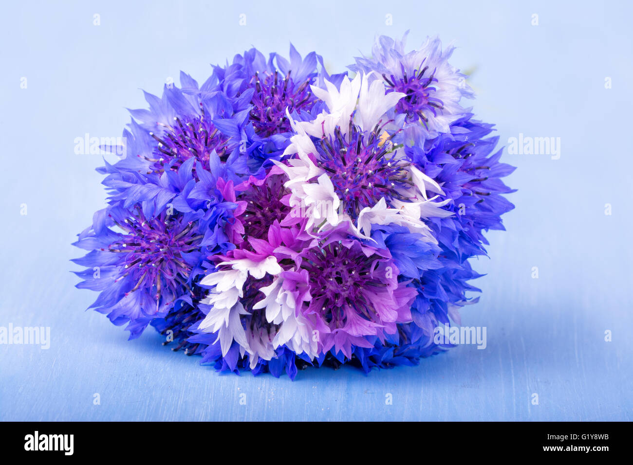 Bündel von Kornblumen in blau, lila und weiß auf blauem Hintergrund sehr leicht Stockfoto