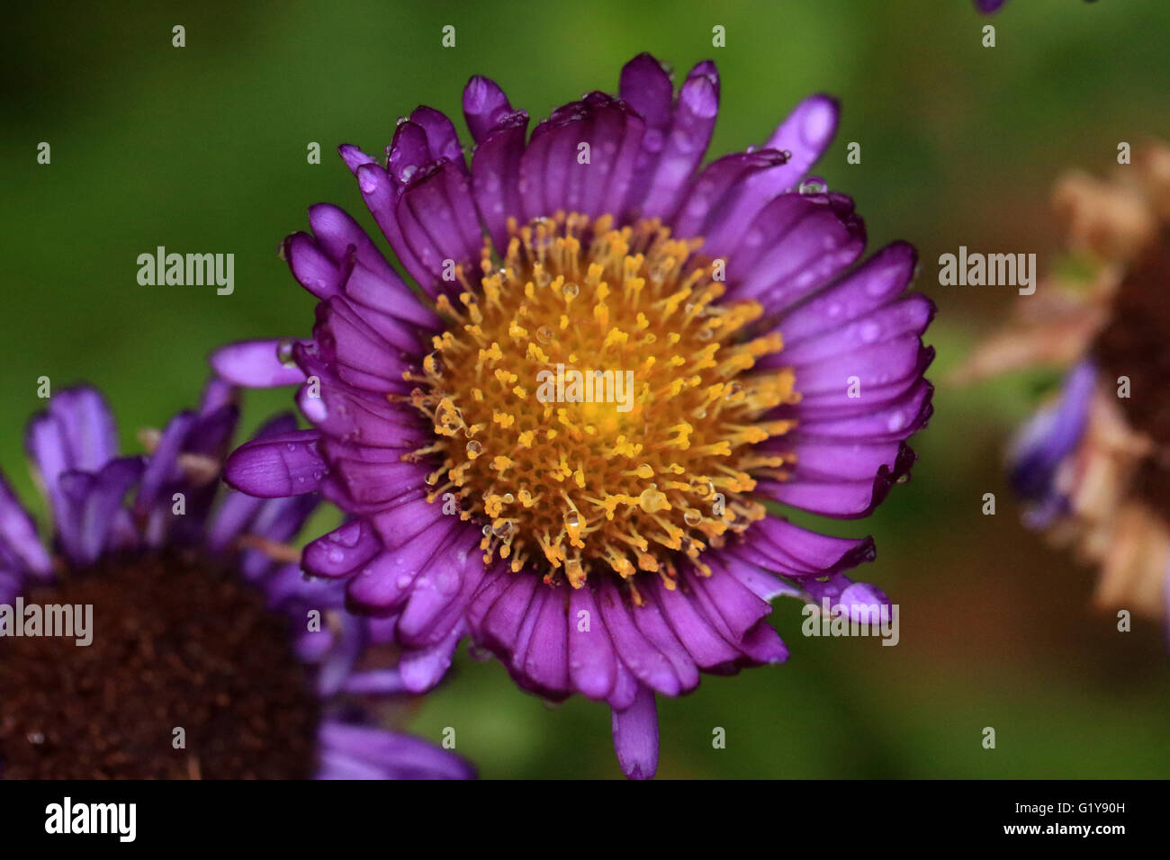 Wild purple Daisy Blume mit Wassertropfen Stockfoto