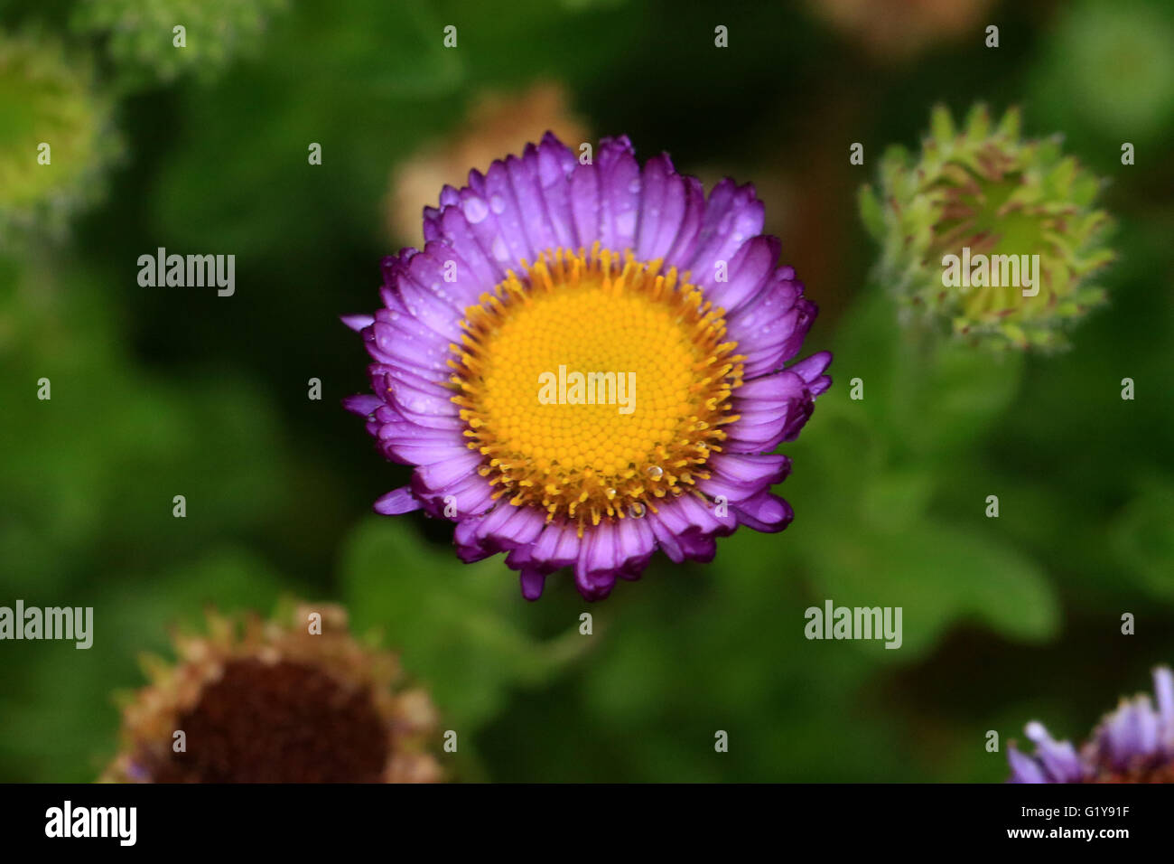 Wild purple Daisy Blume mit Wassertropfen Stockfoto