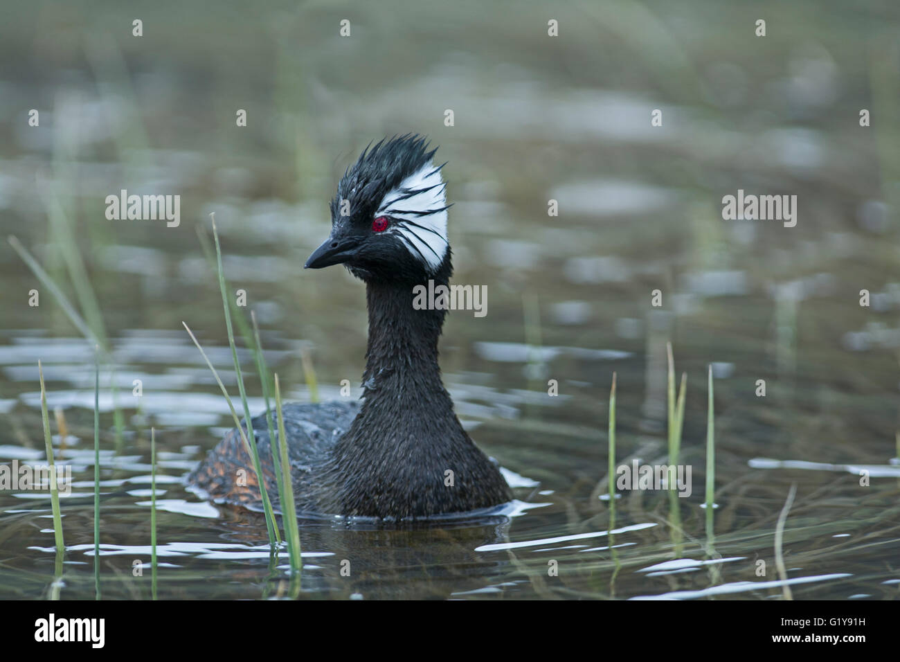 White-getuftete Grebe Rollandia Rolland Torres del Paine Patagonien Chile Stockfoto