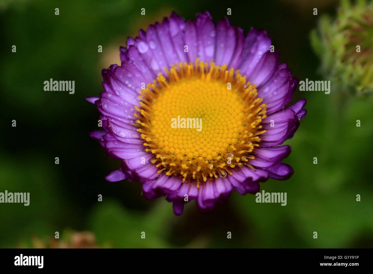 Wild purple Daisy Blume mit Wassertropfen Stockfoto